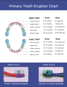 Teething schedule